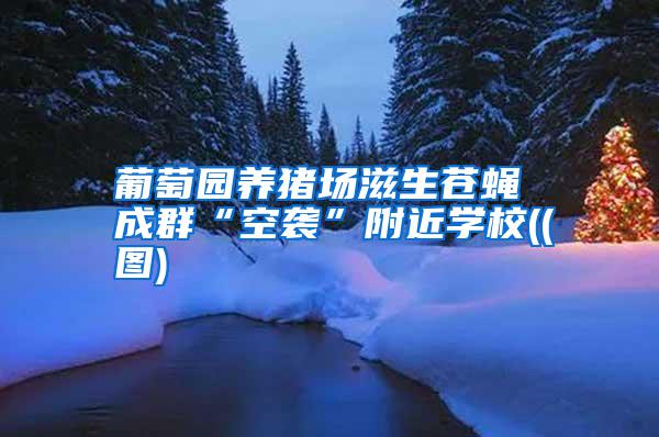 葡萄園養(yǎng)豬場滋生蒼蠅 成群“空襲”附近學(xué)校((圖)