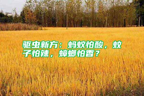 驅蟲新方：螞蟻怕酸，蚊子怕辣，蟑螂怕香？