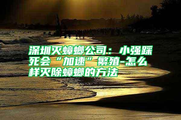 深圳滅蟑螂公司：小強(qiáng)踩死會“加速”繁殖-怎么樣滅除蟑螂的方法