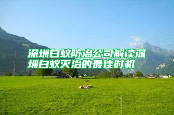 深圳白蟻防治公司解讀深圳白蟻滅治的最佳時(shí)機(jī)