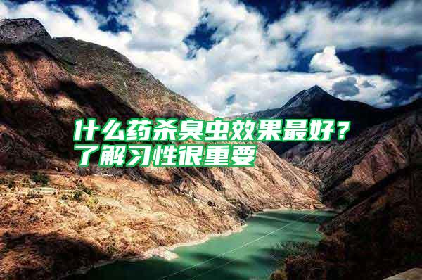 什么藥殺臭蟲效果最好？了解習(xí)性很重要