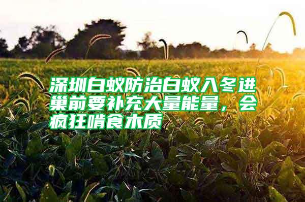 深圳白蟻防治白蟻入冬進巢前要補充大量能量，會瘋狂啃食木質