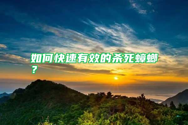 如何快速有效的殺死蟑螂？