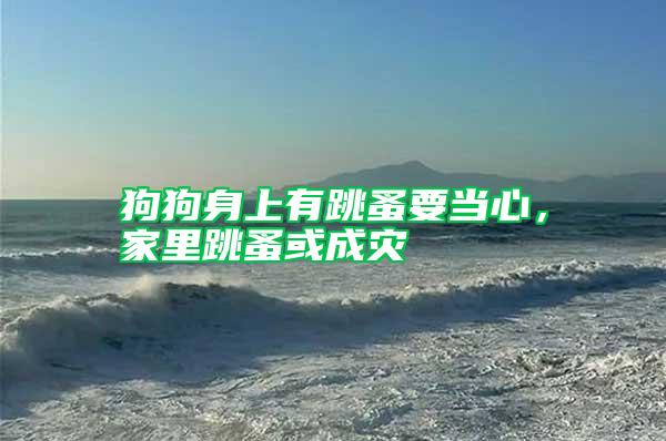 狗狗身上有跳蚤要當(dāng)心，家里跳蚤或成災(zāi)