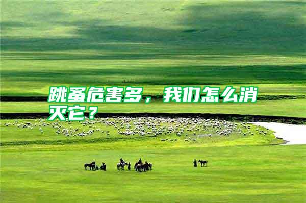 跳蚤危害多，我們怎么消滅它？
