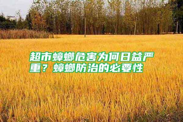 超市蟑螂危害為何日益嚴重？蟑螂防治的必要性
