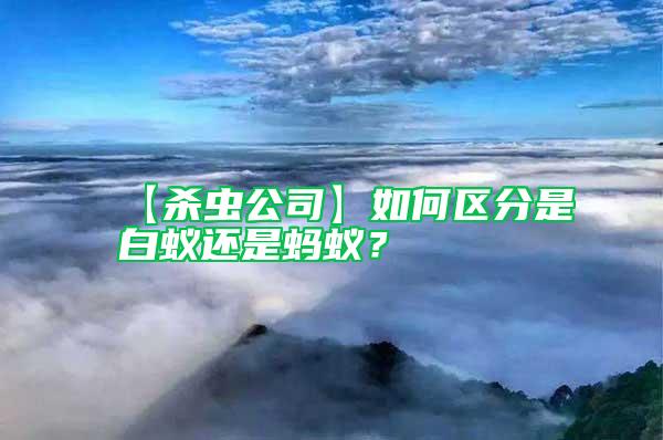 【殺蟲公司】如何區分是白蟻還是螞蟻？