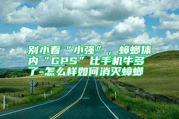 別小看“小強”，蟑螂體內“GPS”比手機牛多了-怎么樣如何消滅蟑螂