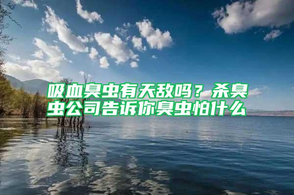 吸血臭蟲有天敵嗎？殺臭蟲公司告訴你臭蟲怕什么