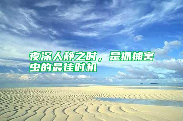 夜深人靜之時，是抓捕害蟲的最佳時機
