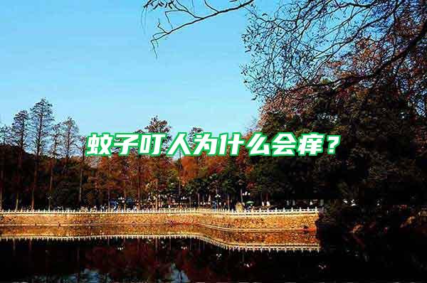 蚊子叮人為什么會癢？