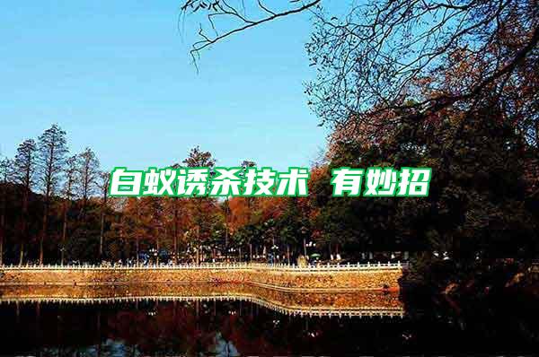 白蟻誘殺技術(shù) 有妙招