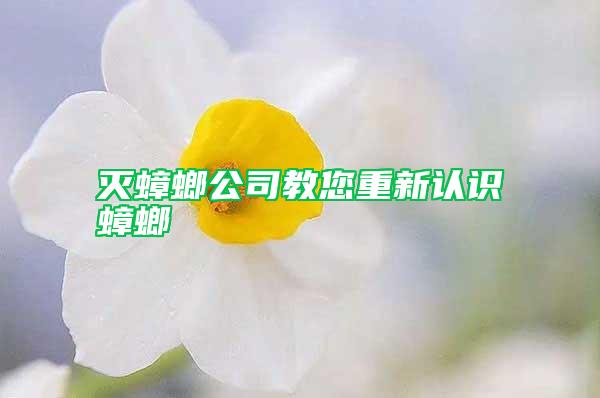 滅蟑螂公司教您重新認(rèn)識(shí)蟑螂