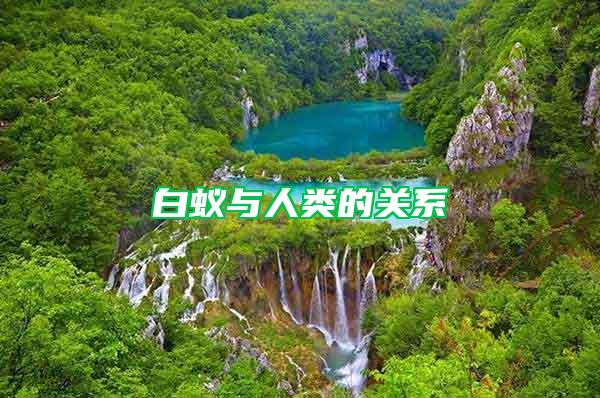 白蟻與人類的關(guān)系