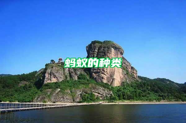 螞蟻的種類(lèi)