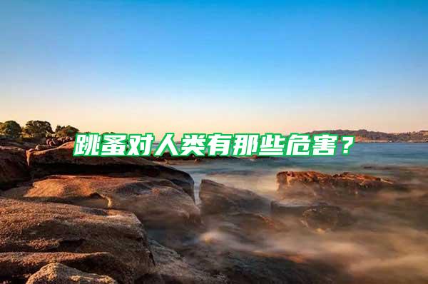 跳蚤對(duì)人類有那些危害？