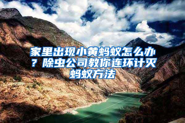 家里出現小黃螞蟻怎么辦？除蟲公司教你連環計滅螞蟻方法