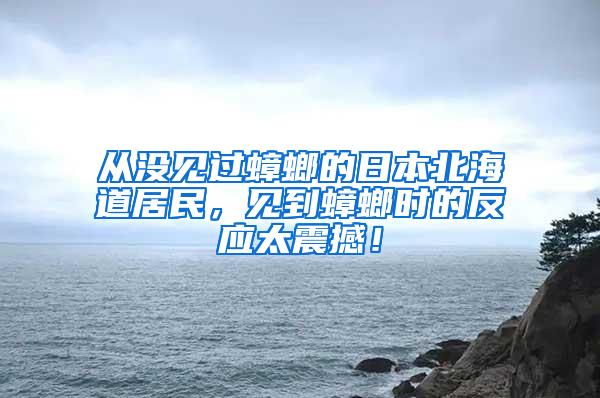 從沒見過蟑螂的日本北海道居民，見到蟑螂時的反應(yīng)太震撼！