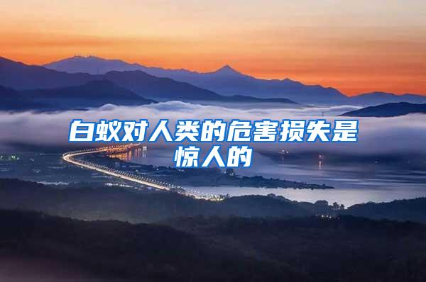 白蟻對人類的危害損失是驚人的