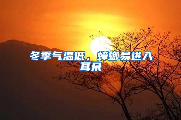 冬季氣溫低，蟑螂易進入耳朵