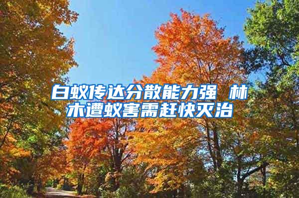 白蟻傳達(dá)分散能力強(qiáng) 林木遭蟻害需趕快滅治