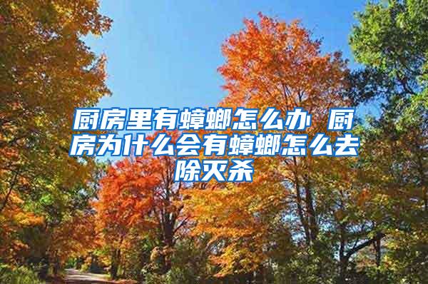 廚房里有蟑螂怎么辦 廚房為什么會有蟑螂怎么去除滅殺