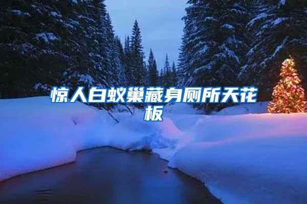 驚人白蟻巢藏身廁所天花板