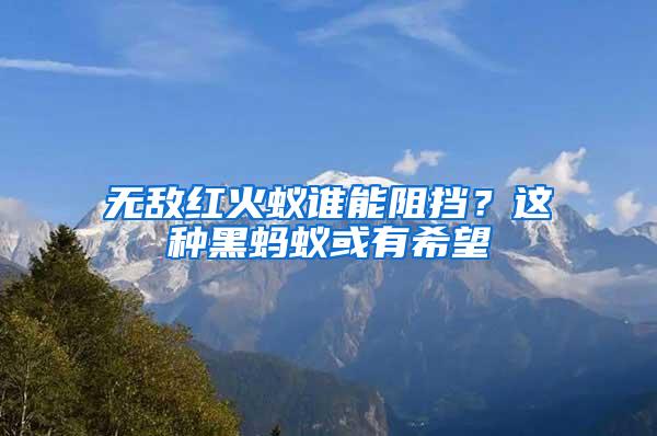 無敵紅火蟻誰能阻擋？這種黑螞蟻或有希望