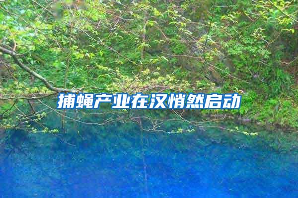 捕蠅產(chǎn)業(yè)在漢悄然啟動
