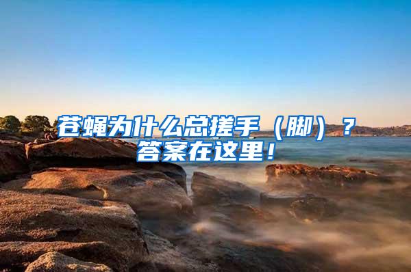 蒼蠅為什么總搓手（腳）？答案在這里！