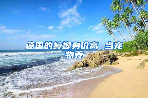 德國的蟑螂身價高 當寵物養