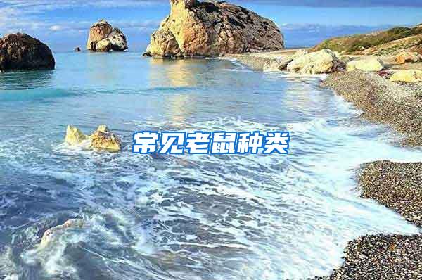 常見老鼠種類