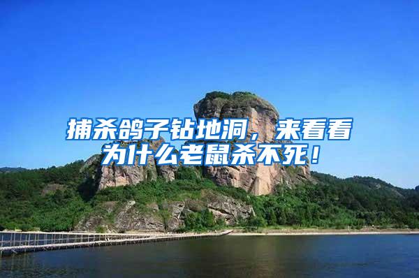 捕殺鴿子鉆地洞，來看看為什么老鼠殺不死！