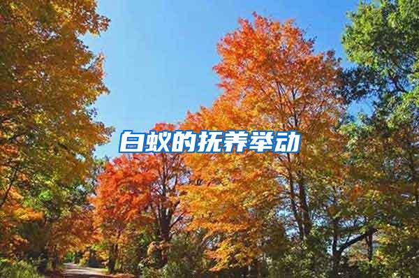 白蟻的撫養(yǎng)舉動