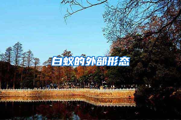 白蟻的外部形態