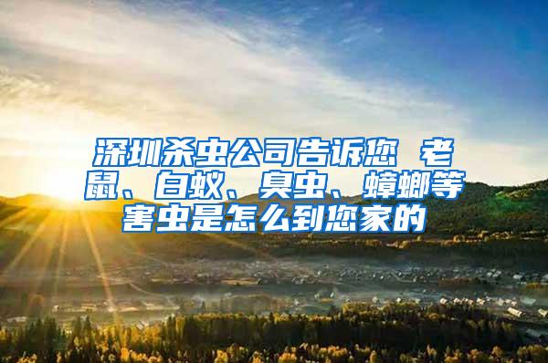 深圳殺蟲公司告訴您 老鼠、白蟻、臭蟲、蟑螂等害蟲是怎么到您家的