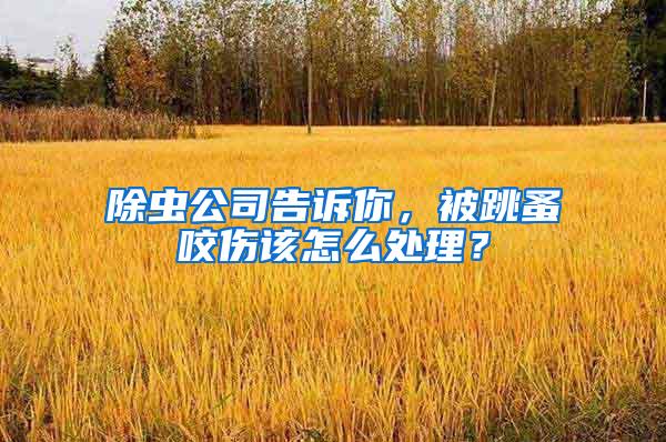 除蟲公司告訴你，被跳蚤咬傷該怎么處理？