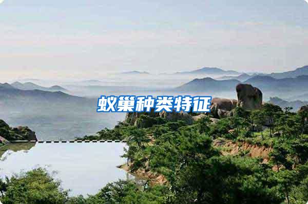 蟻巢種類特征