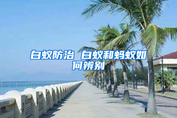 白蟻防治 白蟻和螞蟻如何辨別