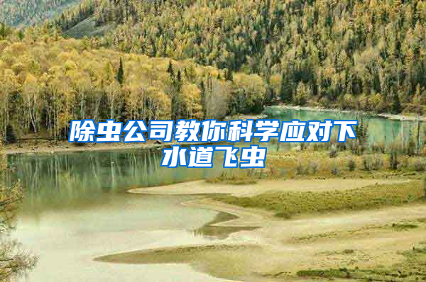 除蟲公司教你科學應對下水道飛蟲
