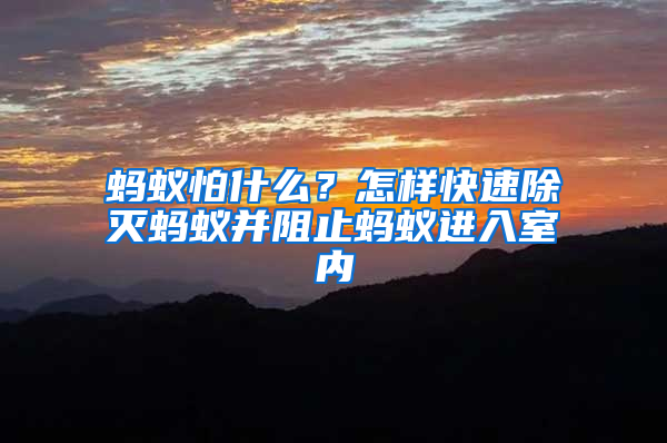 螞蟻怕什么？怎樣快速除滅螞蟻并阻止螞蟻進入室內