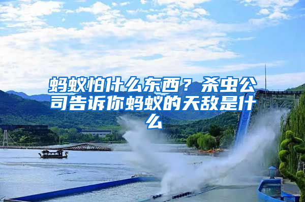 螞蟻怕什么東西？殺蟲公司告訴你螞蟻的天敵是什么