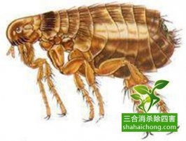 除蟲(chóng)公司教大家如何防范及消滅跳蚤
