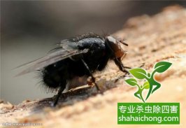 家里發(fā)現(xiàn)書(shū)虱怎么辦？如何消滅書(shū)虱