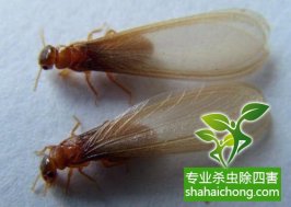 深圳白蟻防治：預(yù)防白蟻后，殘留的藥水會(huì)對(duì)人有毒嗎？