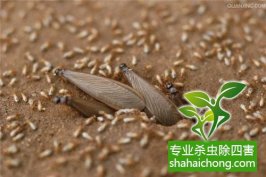 深圳白蟻防治：在消化纖維素的過程中，白蟻和多鞭毛蟲互相合作