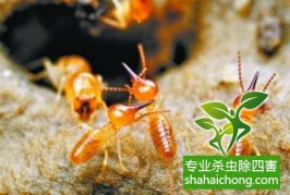 深圳白蟻防治公司：白蟻吃什么，白蟻的食物