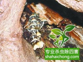 深圳白蟻防治公司對白蟻的綜合治理之監(jiān)測
