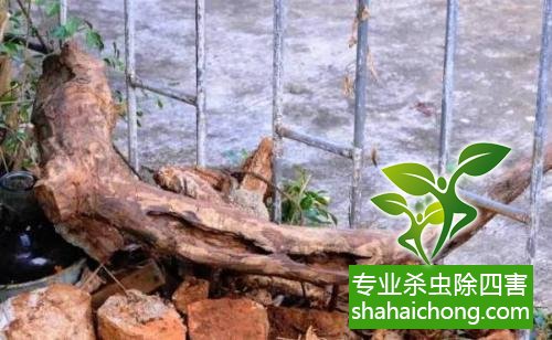 防治白蟻,白蟻防治方法 白蟻怎么治,白蟻防治方法