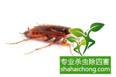 除蟑螂滅蟑螂的方法 如何消滅蟑螂,怎么樣滅除蟑螂